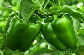 تصویر 1 از فلفل دلمه درختی طعم دلپذیر بافت ترد آبدار